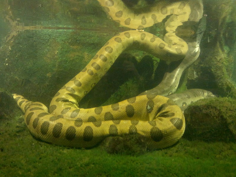 800px-Eunectes_murinus_in_water